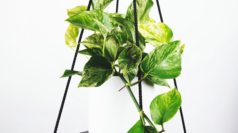 世界杯预选赛亚洲区激烈对抗 - 双方球员争抢头球